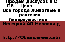 Продам дискусов в С-ПБ. › Цена ­ 3500-4500 - Все города Животные и растения » Аквариумистика   . Ненецкий АО,Носовая д.